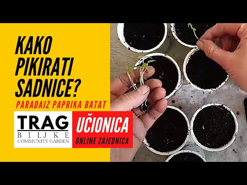 HOW TO PICK SEEDLINGS - CLASSROOM (2022) [TRACE OF PLANTS]