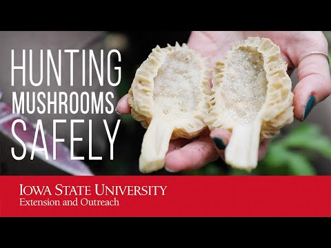 Tips for Hunting Wild Edible Mushrooms