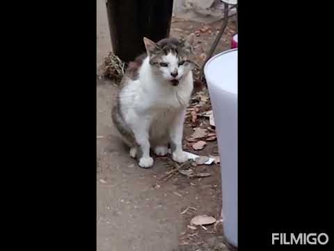 Boney M. - Darkness Is Falling