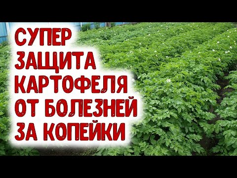 , title : 'СУПЕР ЗАЩИТА И ПИТАТЕЛЬНАЯ ПОДКОРМКА ДЛЯ КАРТОФЕЛЯ ИЗ АПТЕЧКИ И МОЛОКА. Как приготовить коктейль'