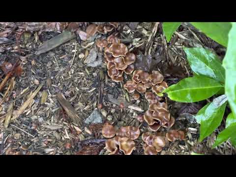 Wavy cap mushrooms uk