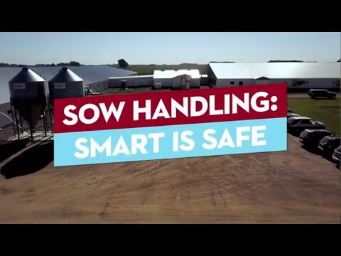 Moving Sows - Be Safe and Smart