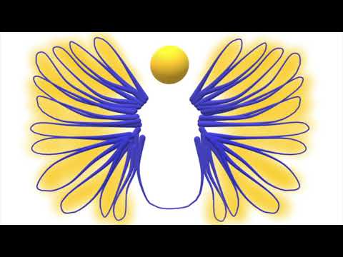 1st Timothy Amplified Bible