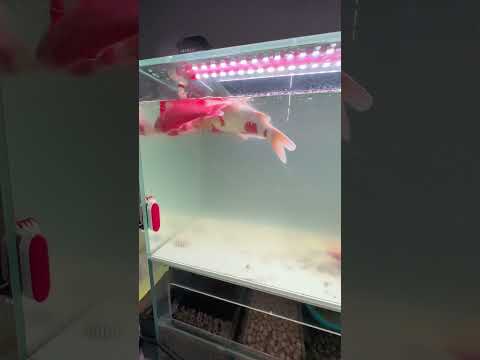 Heating rod malfunction! It kept heating, causing the koi boss heavy losses. #koi #fish