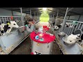 Incredible Tails Trimming Latest Method For Transporting Cows Modern Milking System