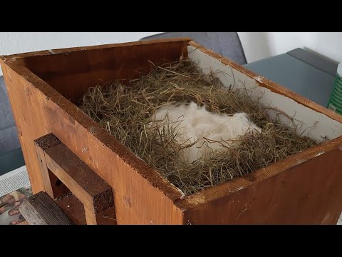 Mein selbst gebauter Hummelkasten wird für die neue Saison vorbereitet 