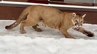 Первый снег! Пума Месси ненавидит снег и пытается сбежать от него🤣