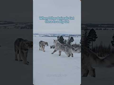 When Other Animals Get Close to a Big Cat😂#FunnyAnimals #Shorts #CuteAnimals#Wildlife#foryoupage