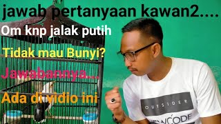 Download lagu Why is the white starling not singing/singing yet? mp3 Download lagu Why is the white starling not singing/singing yet? mp3