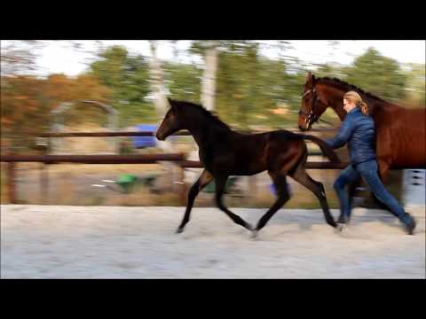 Hengstfohlen v. Fantastic Fürst Romancier 2018