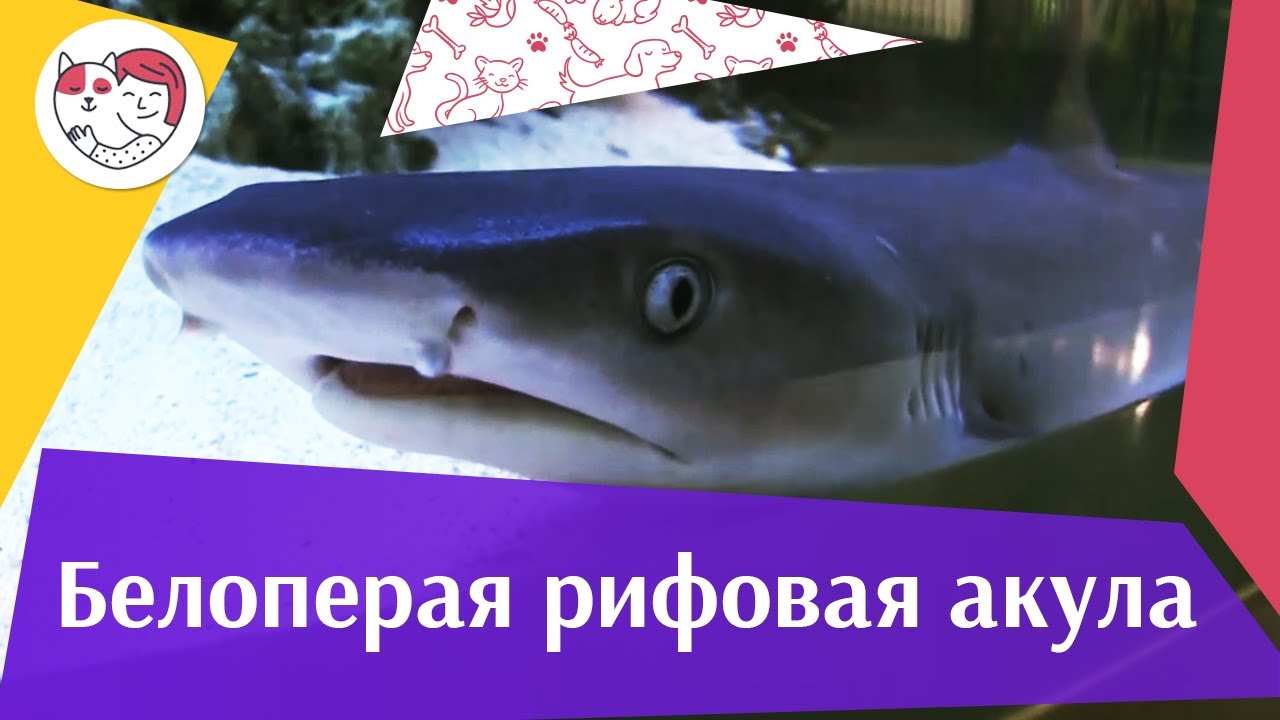 Белоперая рифовая акула АкваЛого на ilikePet