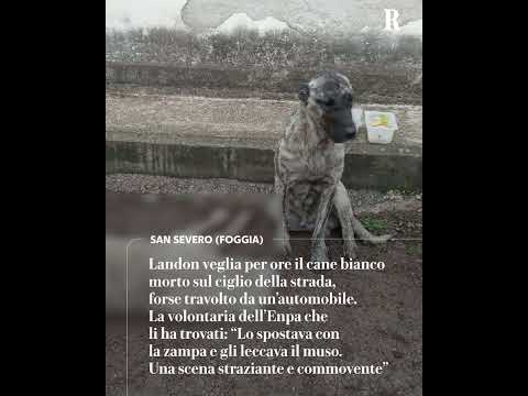 Landon veglia per ore il cane morto accanto a lui: la storia a San Severo