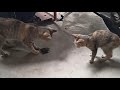 Two Cats Eat The Bat