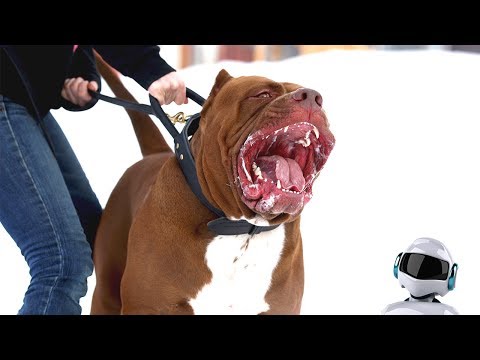 10 САМЫХ ОПАСНЫХ СОБАК В МИРЕ