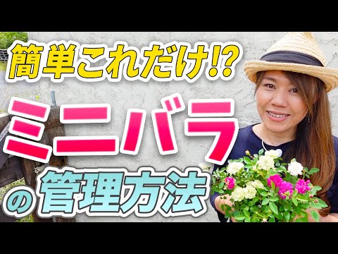 ミニバラの木、ベルアミ