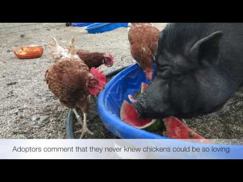 Give Lives Back to Abused Birds