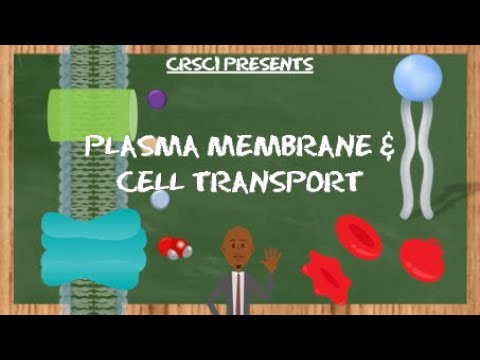 Plasma Membrane & Cell Transport