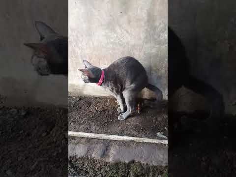 training a cat to poop outside