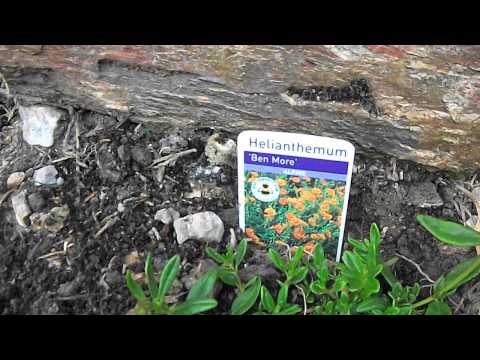 Helianthemum 'Ben More' Wheal Busy Ecology Garden 06Jun2014 DSCF5109