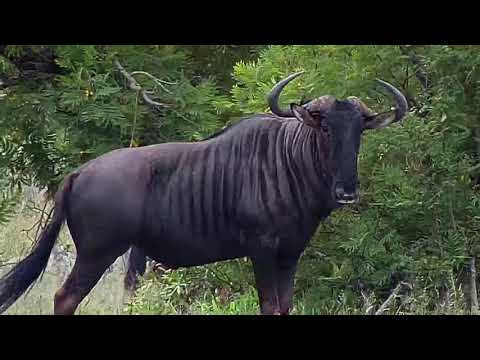 Djuma: Wildebeests grazing - 09:29 - 12/05/20