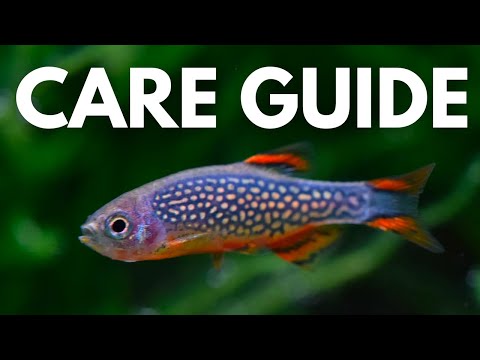 How to Care For Celestial Pearl Danios (BEGINNER GUIDE)