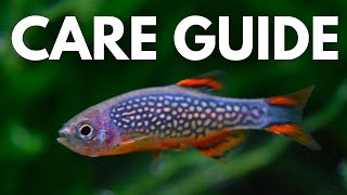 How to Care For Celestial Pearl Danios (BEGINNER GUIDE)