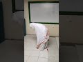 Setan Ko Bisa Shalat Shalat Nya Aneh Wkwkwkwk