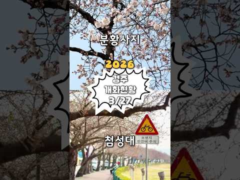 3/27 #실시간경주 #개화현황
