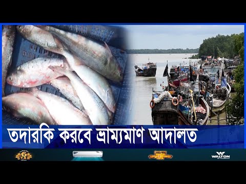 মা ইলিশ রক্ষায় আজ থেকে ২২ দিন ইলিশ ধরা ও বিক্রয়ে নিষেধাজ্ঞা
