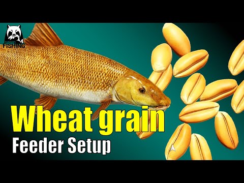 Russian Fishing 4 - Bear Lake - Level 20 Feeder Setup just Wheat grain #rf4