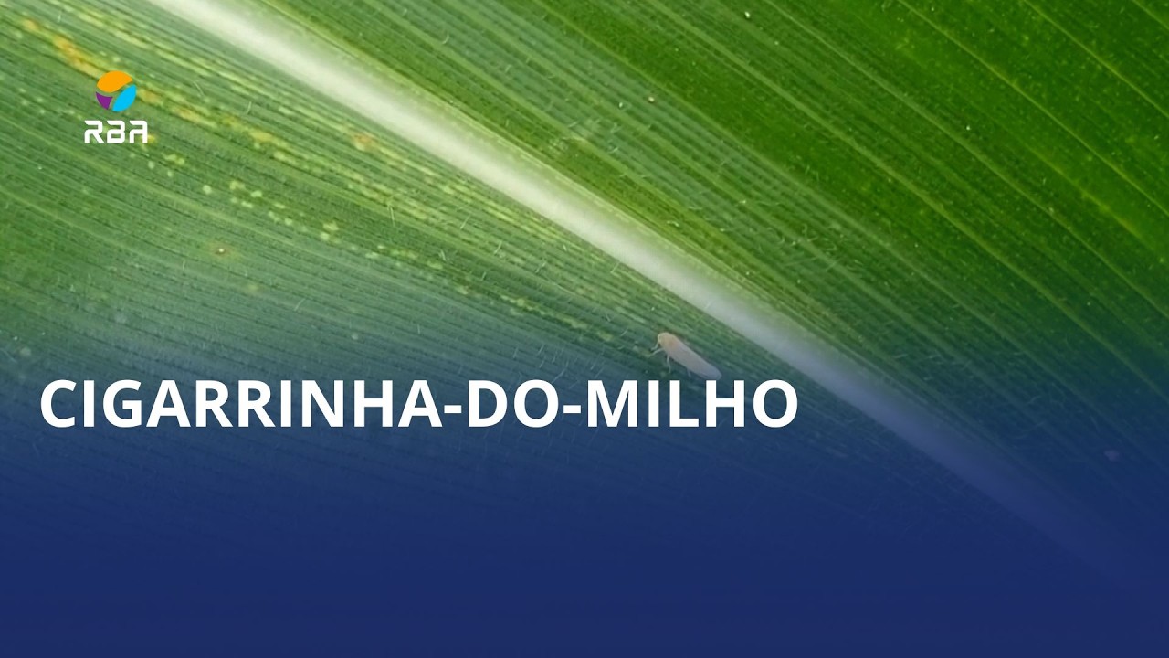Alívio nas lavouras: infestação da cigarrinha recua 50%