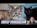 Exhausted By Your Cats Fighting Here S How You Can Stop It