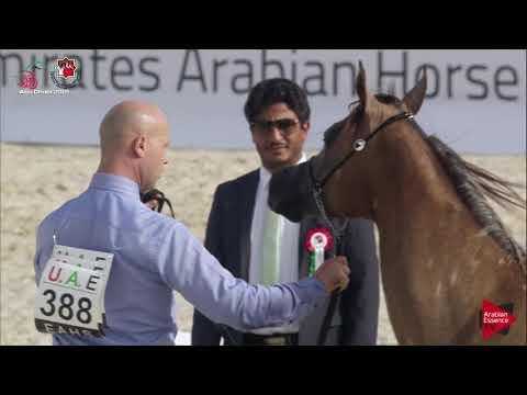 N 388 AL ARYAM RASMI   UAE Nationals 2019