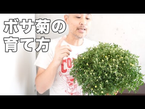 どの菊の肥料を選ぶべきですか？冬になったらどのようにお手入れすればよいでしょうか？  庭園