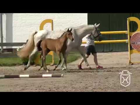 Holsteiner Fohlenchampionat 2016 - Steinburg - Stutenring