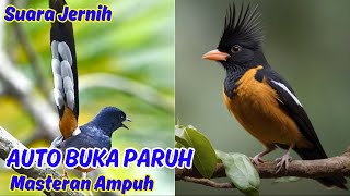 Download lagu Masteran Suara Burung Murai Batu Terbaru mp3 Download lagu Masteran Suara Burung Murai Batu Terbaru mp3