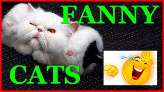 Funny cats/Смешные и прикольные коты. Смех до