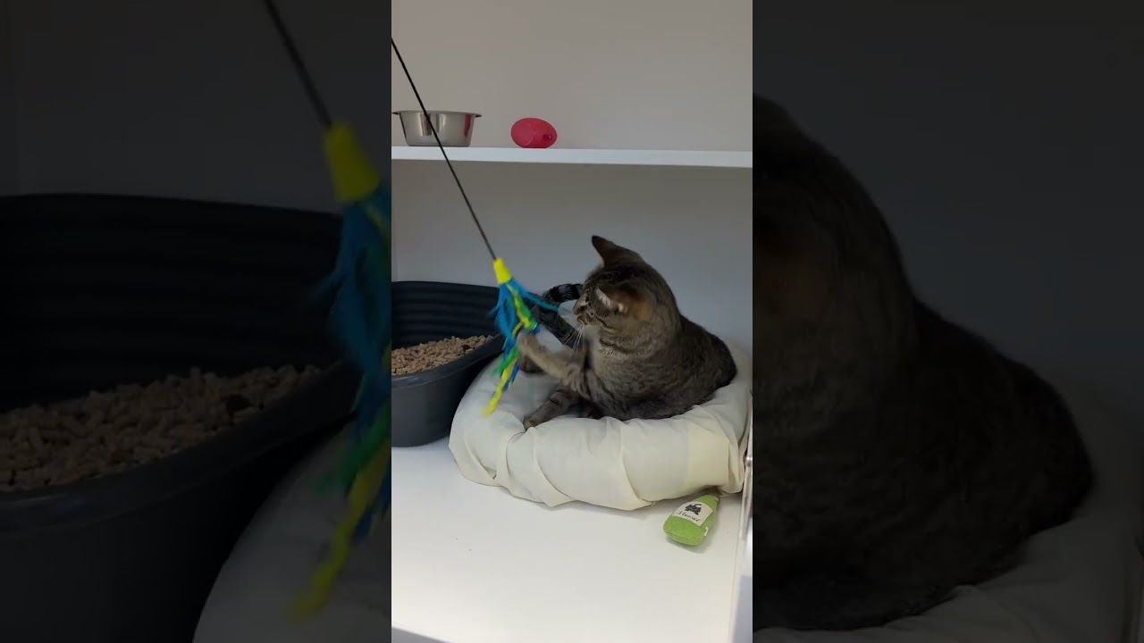 Enlarge Delilah, a Adoptable mixed breed in New Orleans, LA video 5/5