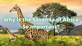 Why is the Savanna of Africa So Important?