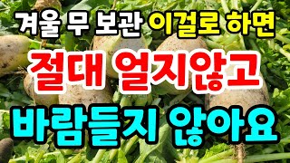 겨울 무 보관 이걸로하면 절대 얼지않고 바람들지 않아요 무보관방법