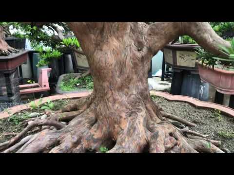 Cây tùng 1tỷ  500 triệu