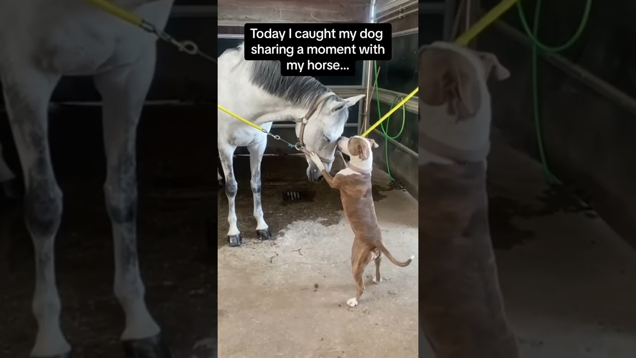 These Horses and Dogs are Besties