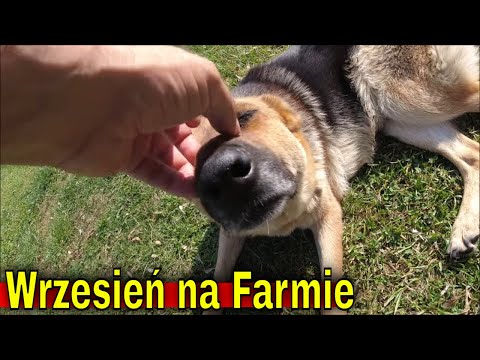 Rozpoznanie na Farmie po urlopie. Klęska urodzaju!