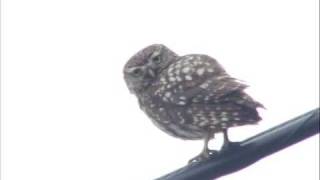preview picture of video 'Little Owl, Andalucia, Spain.'