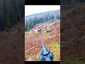 What happened with this moose 🫎#hunting #deer#moose#chasse