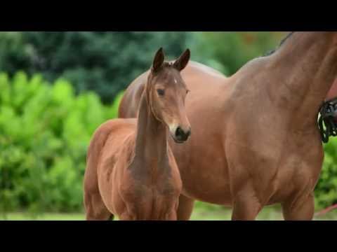 Holsteiner Fohlenauktion 2016 in Behrendorf - Nr. 31 v. Lord Fauntleroy - Clarimo
