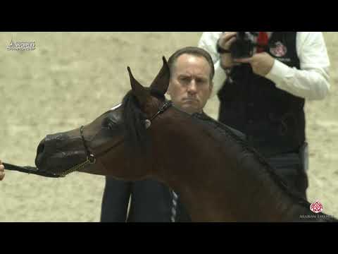 N 3 MELANIA KA   Paris 2019   Yearling Fillies Class 1A