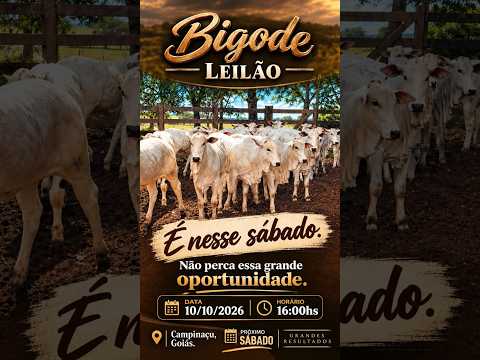 LEILÃO DE GADO DE CORTE - BIGODE LEILÕES CAMPINAÇU - GO - 10/10/2026