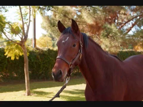 Calixto 2013 Oldenburg Gelding (Corcovado x Furore)