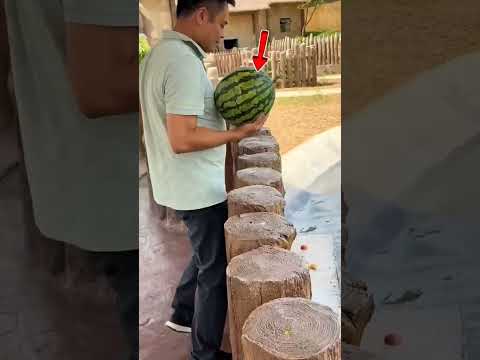 this hippo really wanted that watermelon #shortsvideo